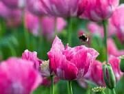 Mi.,24.06.26 Genussvolle Mohnblüte in Germerode